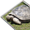 Schildkröte (28 Teile)